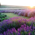 Südrankreich Lavendel Südrankreich Lavendel